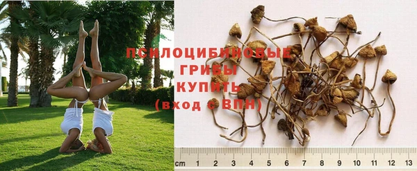 ешки Аркадак